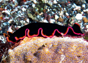 Marine flatworm/Photographed with a Canon 60 mmm macro le... by Laurie Slawson 